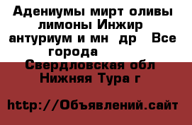 Адениумы,мирт,оливы,лимоны,Инжир, антуриум и мн .др - Все города  »    . Свердловская обл.,Нижняя Тура г.